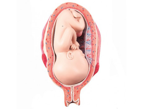 Anatomisch model L10-8, foetus 7e maand