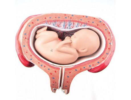 Anatomisch model L10-6, foetus 5e maand