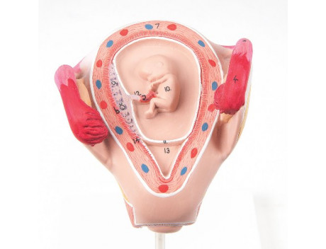 Anatomisch model L10-2, foetus 2e maand