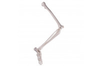 3b scientific been skelet met voet  1019359