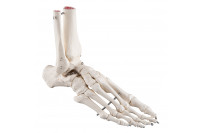 3b scientific voet skelet met enkel deel tibia en fibula  1019357