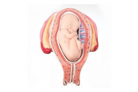 3b scientific anatomisch model uterus met foetus 5e maand in stuit l10/5