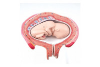 3b scientific anatomisch model uterus met foetus 4e maand 1018626